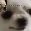 nhtngchu4