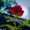 sadiyaafrin12344