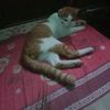 gemoy4114