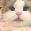 myfhunqctis1tg