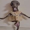 giggleshitter33