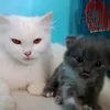 mata_kucing30