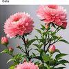 rozina.khatun826
