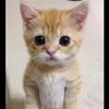 stereo_gaming8
