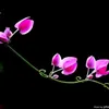 thu.hoi0152
