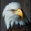 eagle19810