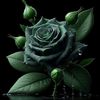 rosedyhhcrf