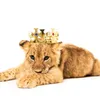 Leonlion