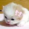 chubbychunkygirl