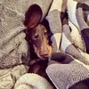 mogyi.the.sausage
