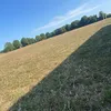 mwillksss