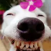 phatsaygex.com