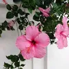 aliena_777