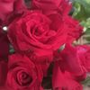 lin.lin02835