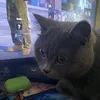 murkcat42