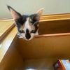 splashcat1235
