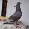 putraragil120517