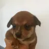 ballessandra_