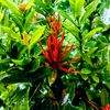 ashan_chamudika