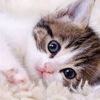catssofunnycute