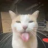 mamajaepupsik