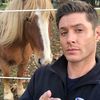 cestiel