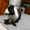 celiamolina_5