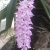 flower.love823