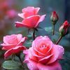 user009469648a