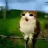 0wlcat3