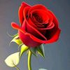 user4707551362156