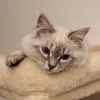 kukisiberiancat