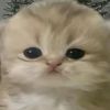 sweet_p0teto