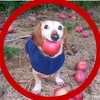 appledog4u