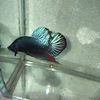 creamyfish1