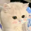 kieuchau29