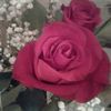 user19477927617945