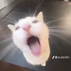 die.eine.polin3