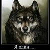 wolf027348