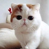 cute_cat_91