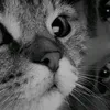 lee_nema1980