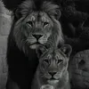 lole.duhoki8