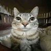 nayron_el_gato