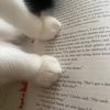 bookswithhan