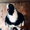 gfpo__rt
