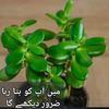 farzan7774