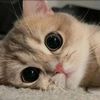 jana.ashraf593