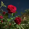 raseel7616