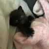 ella