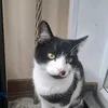 sen_yak